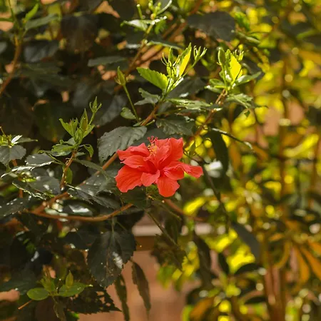 Lägenhet Luxury Cayetana, By Comfortable Luxury *